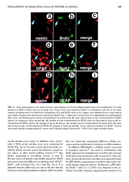 File:Page7-425px-Semino Tissue Eng.pdf.jpg