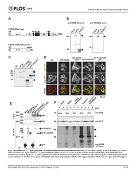 File:Page3-270px-Matsuno PLOS One.pdf.jpg