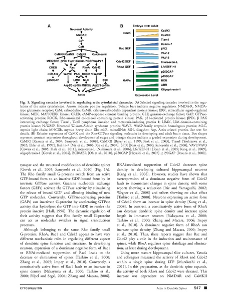 File:Page3-453px-Saneyoshi Cytoskeleton.pdf.jpg