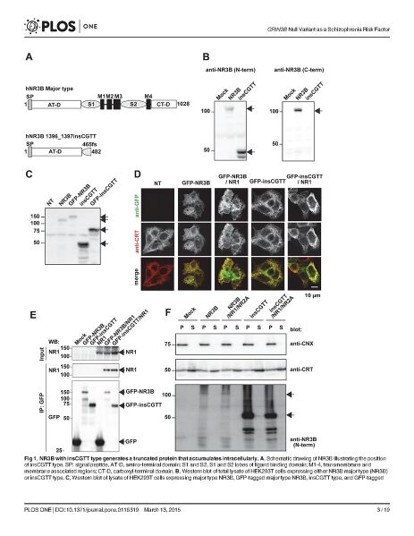 File:Page3-926px-Matsuno PLOS One.pdf.jpg