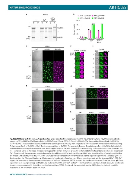 File:Hosokawa Nat Neurosci 2021.pdf