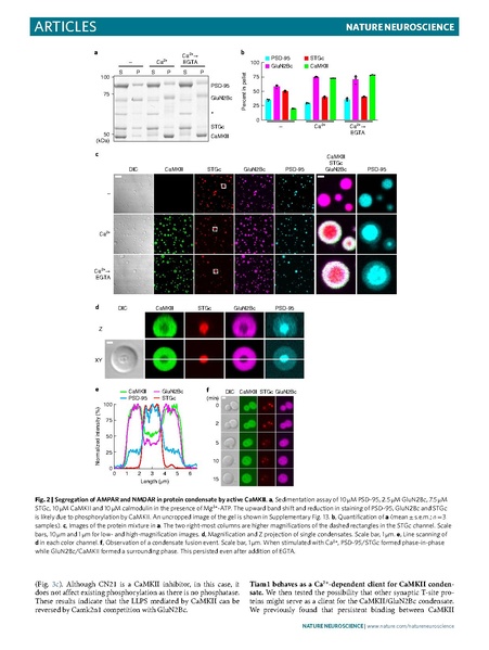 File:Hosokawa Nat Neurosci 2021.pdf