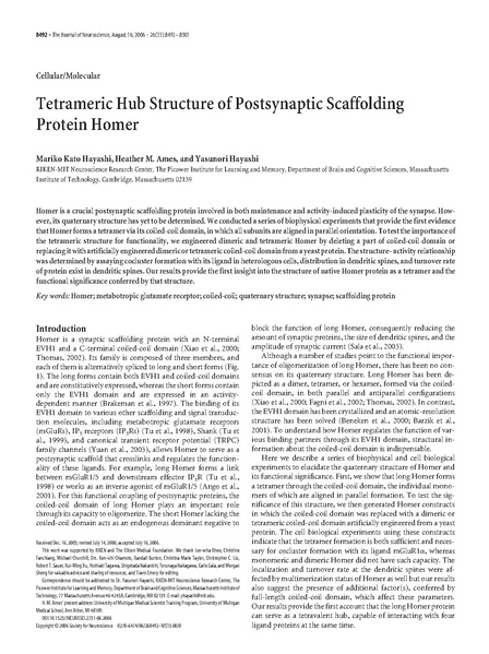 ファイル:Hayashi J Neurosci 2006.pdf