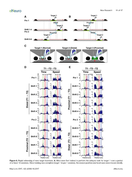 File:20250323102430!Sato eNeuro.pdf