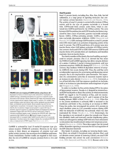 File:Page10-687px-Ueda Front Neural Circuits.pdf.jpg