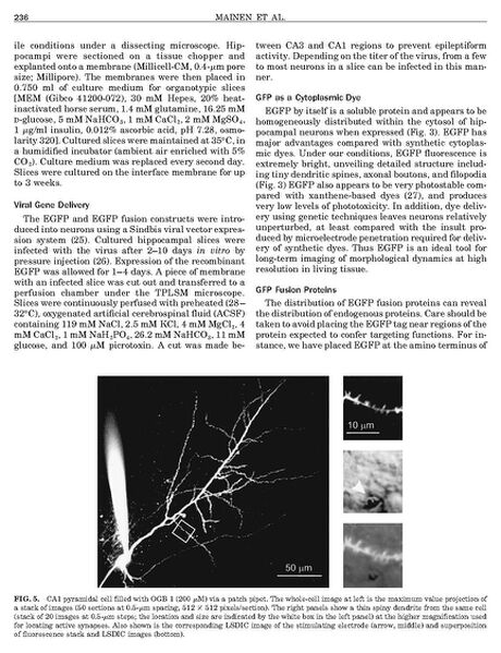 File:Page6-690px-Mainen Methods.pdf.jpg