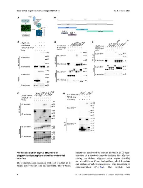 File:Page4-684px-Eriksen FEBS J 2020.pdf.jpg