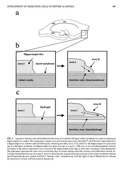 File:Page3-638px-Semino Tissue Eng.pdf.jpg