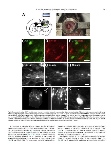 File:Page4-900px-Sato Neurobiol Learn Mem.pdf.jpg