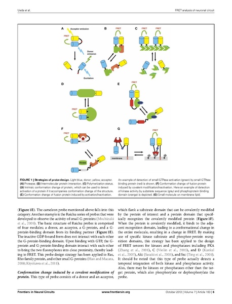 File:20250323102611!Ueda Front Neural Circuits.pdf