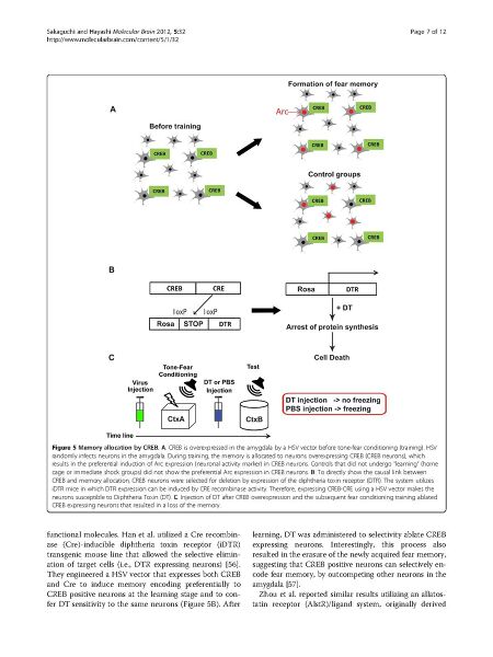 File:Page7-900px-Sakaguchi Mol Brain.pdf.jpg
