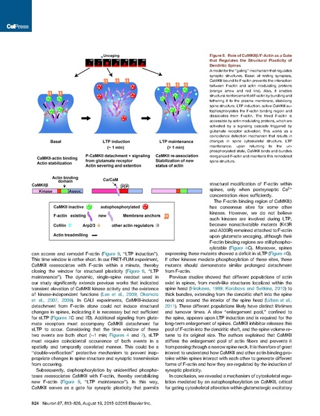 File:20250323102712!Kim Neuron.pdf