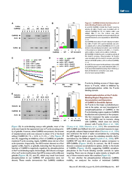 File:20250323102712!Kim Neuron.pdf