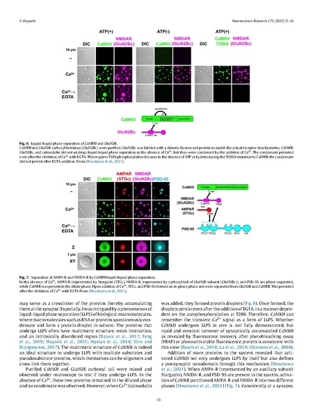 File:20250323102816!Hayashi Neurosci Res 2022.pdf