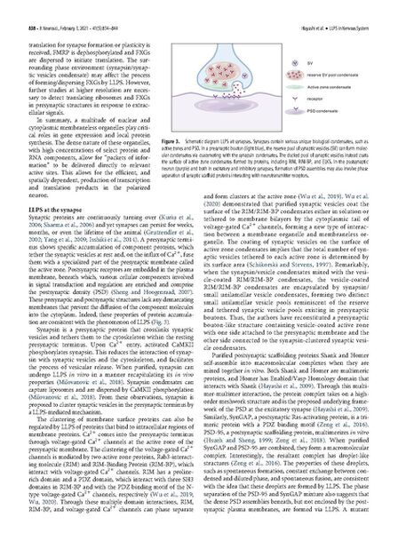 File:Page5-671px-Hayashi J Neurosci 2021.pdf.jpg