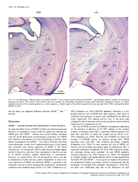 File:20250323102609!Niemann Eur J Neurosci.pdf