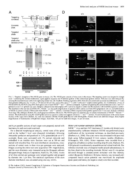 File:20250323102609!Niemann Eur J Neurosci.pdf