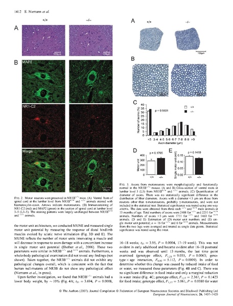 File:20250323102609!Niemann Eur J Neurosci.pdf