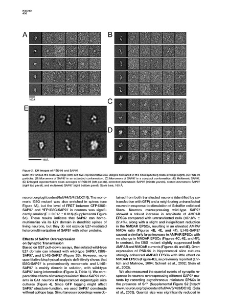 File:20250323102620!Nakagawa Neuron.pdf