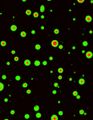 Thumbnail for version as of 06:17, 11 April 2026