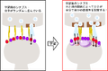 Thumbnail for version as of 06:17, 11 April 2026