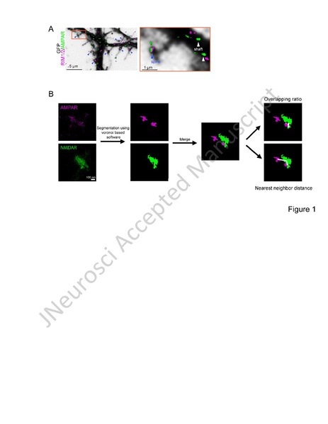 File:20251211095920!Kuo J Neurosci 2025.pdf