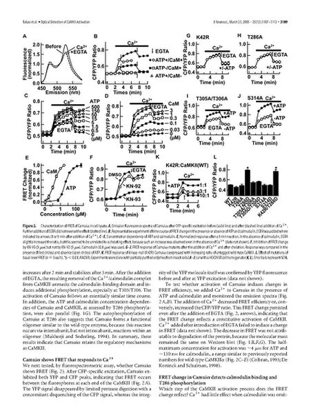File:Page3-672px-Takao J Neurosci.pdf.jpg