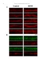 Thumbnail for version as of 06:17, 11 April 2026