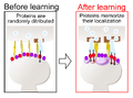 Thumbnail for version as of 06:17, 11 April 2026