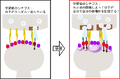 Thumbnail for version as of 06:17, 11 April 2026