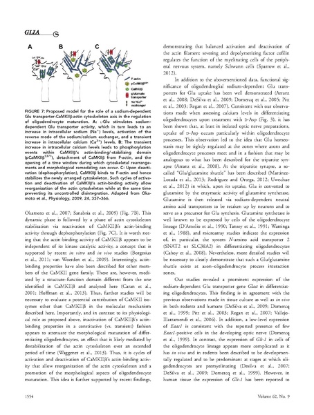 File:20250323102806!Martinez-Lozada Glia.pdf