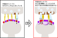 Thumbnail for version as of 06:17, 11 April 2026