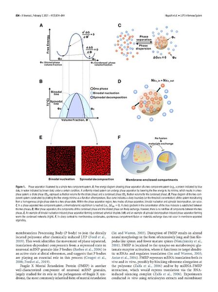 File:Page3-671px-Hayashi J Neurosci 2021.pdf.jpg