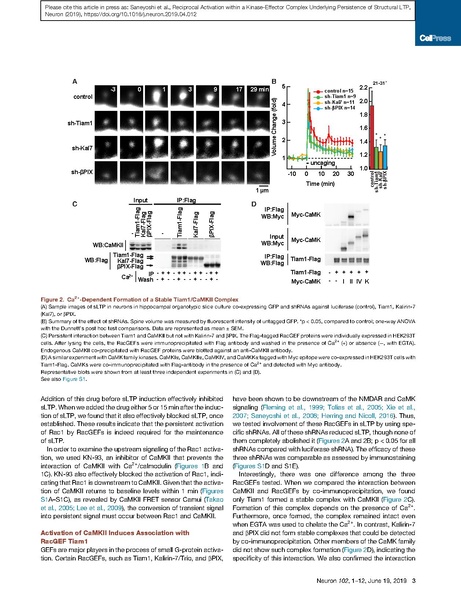 File:20250323102802!Saneyoshi Neuron.pdf