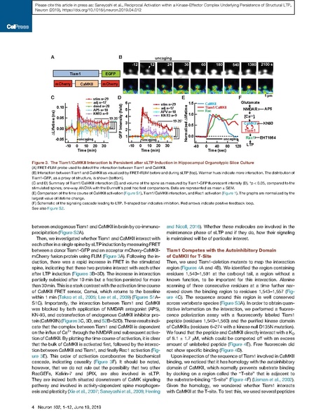 File:20250323102802!Saneyoshi Neuron.pdf