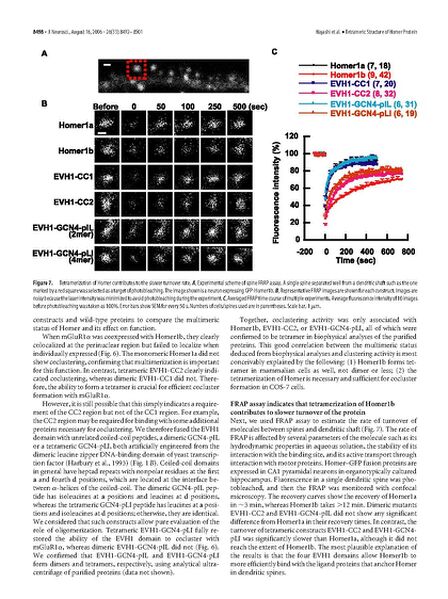 File:Page7-672px-Hayashi J Neurosci 2006.pdf.jpg