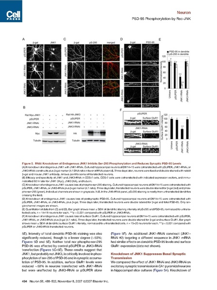 File:20250323102919!Kim neuron.pdf