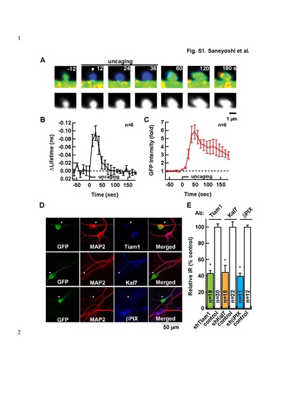File:20250323102525!Saneyoshi Neuron 2019.pdf