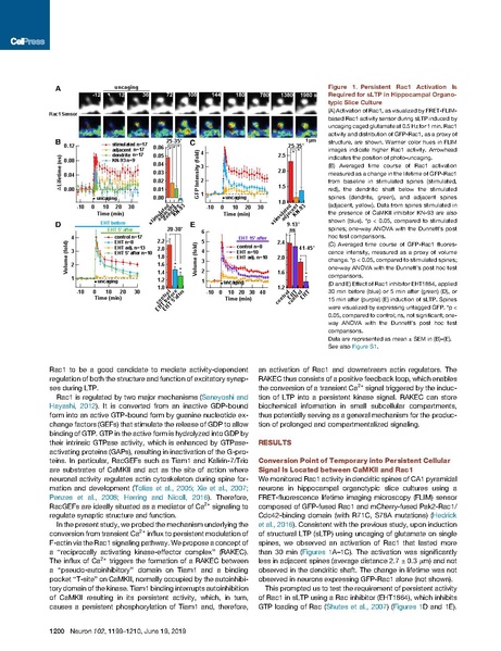 File:20250323102525!Saneyoshi Neuron 2019.pdf