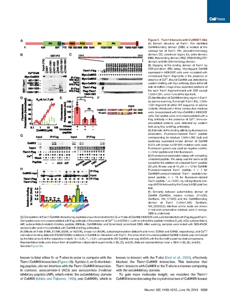 File:20250323102525!Saneyoshi Neuron 2019.pdf
