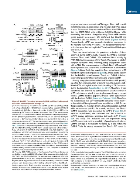 File:20250323102525!Saneyoshi Neuron 2019.pdf