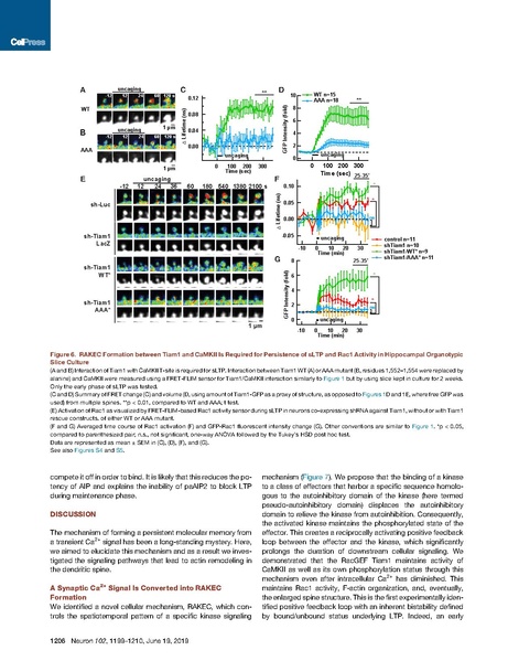 File:20250323102525!Saneyoshi Neuron 2019.pdf
