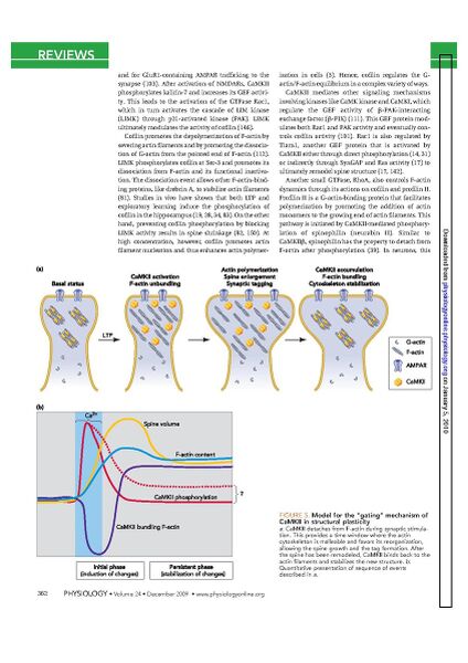 File:Page6-846px-Okamoto Physiol.pdf.jpg