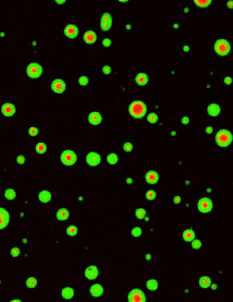 File:20250323095102!Phase separation.jpg