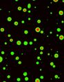 Thumbnail for version as of 06:17, 11 April 2026
