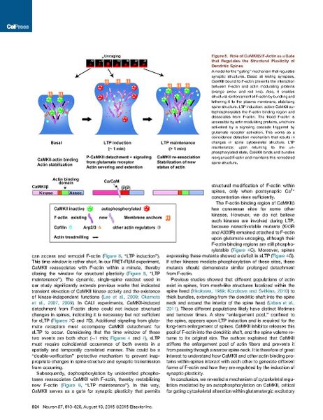 File:Page13-922px-Kim Neuron.pdf.jpg