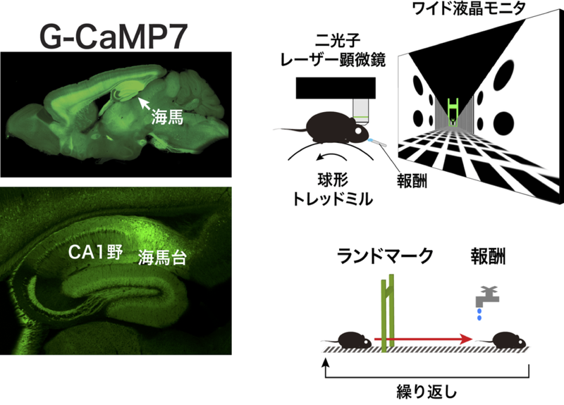 File:20250323095024!Sato Press Release Fig1.png