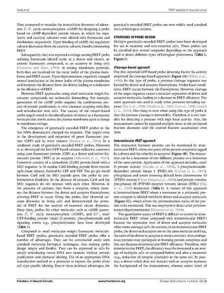 File:Page2-687px-Ueda Front Neural Circuits.pdf.jpg