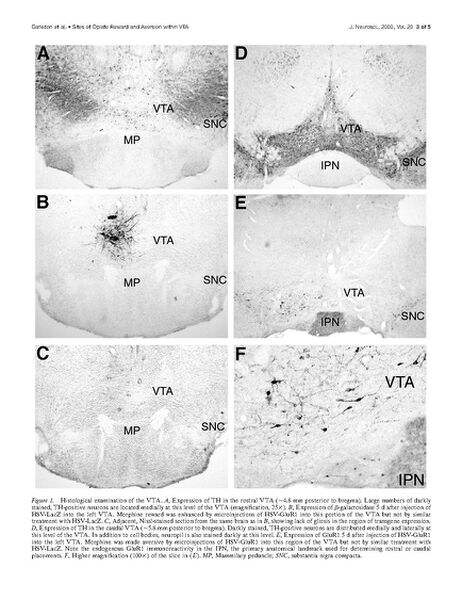 File:Page3-693px-Carlezon J Neurosci.pdf.jpg