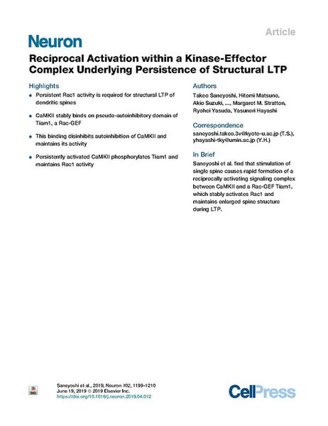 File:Page1-600px-Saneyoshi Neuron 2019.pdf.jpg